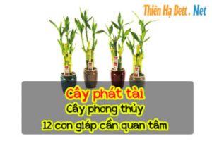 cay-phat-tai